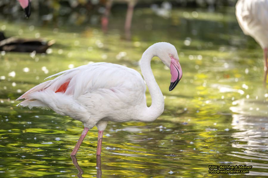 Zoo Vienna - Tiergarten Schönbrunn, Oktober 2026