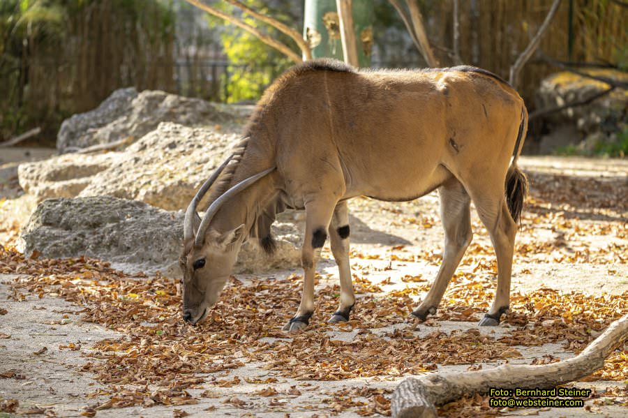 Zoo Vienna - Tiergarten Schönbrunn, Oktober 2026