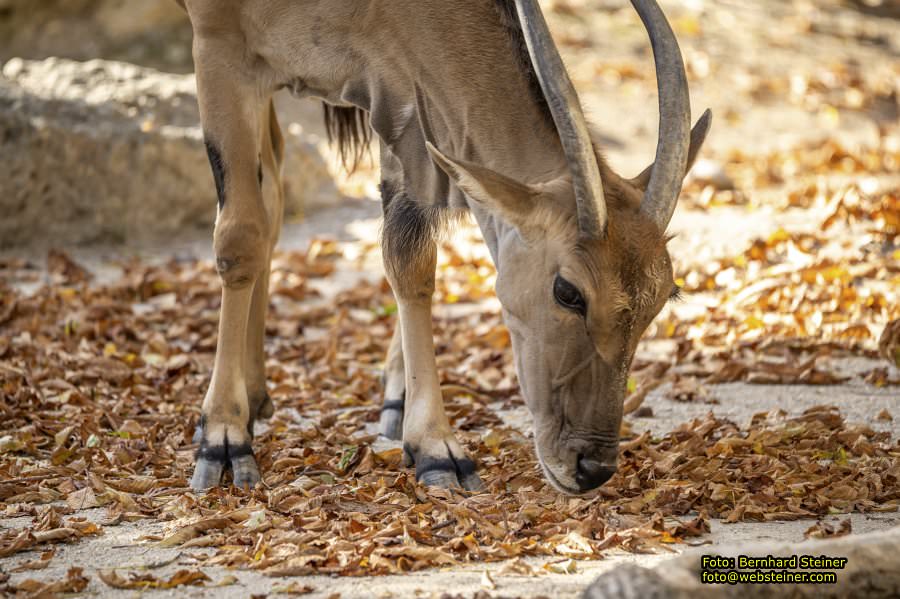 Zoo Vienna - Tiergarten Schönbrunn, Oktober 2026