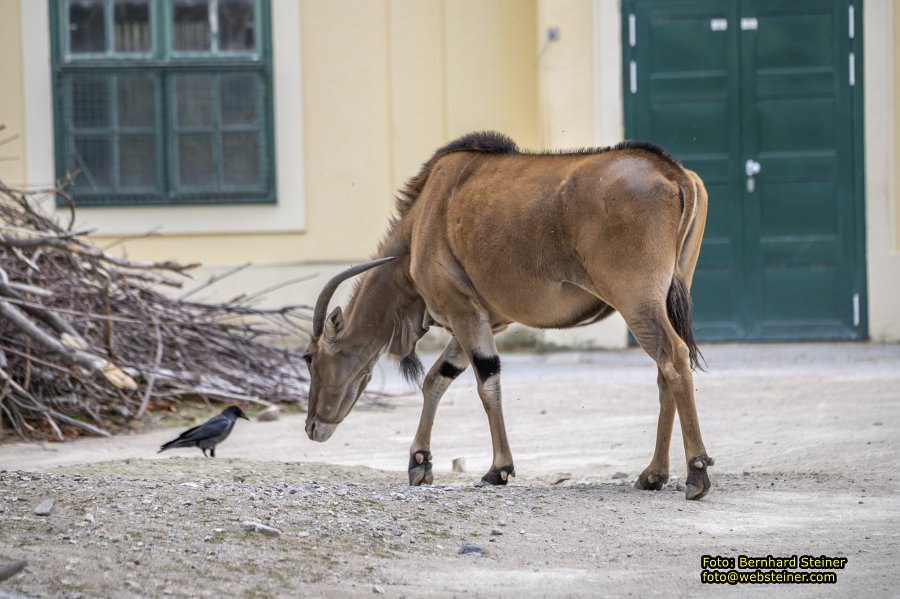 Zoo Vienna - Tiergarten Schönbrunn, Oktober 2026