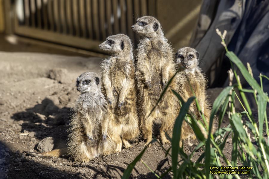Zoo Vienna - Tiergarten Schönbrunn, Oktober 2026
