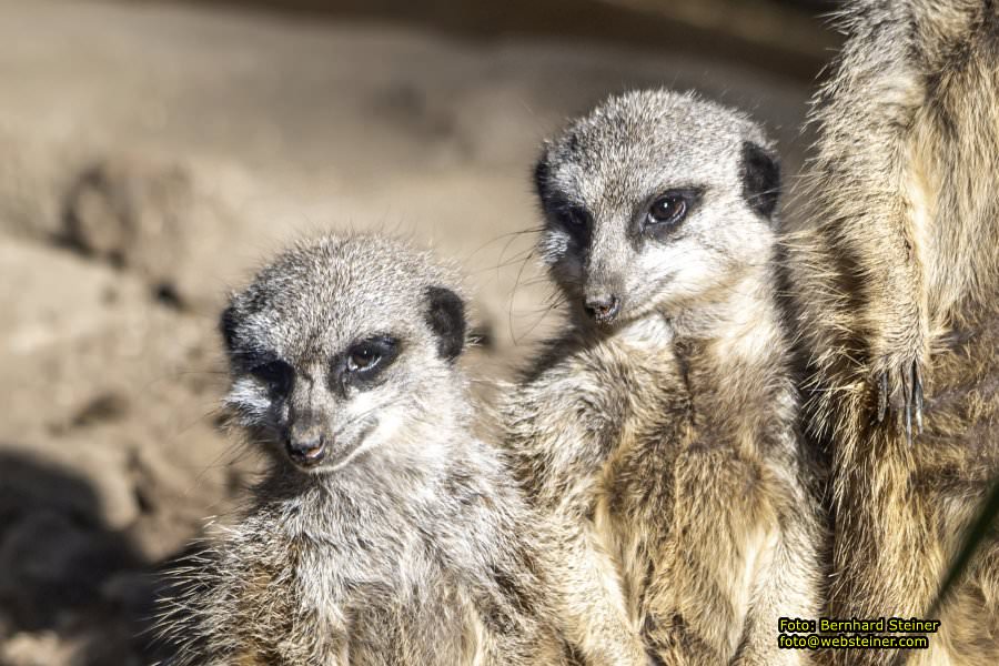 Zoo Vienna - Tiergarten Schönbrunn, Oktober 2026