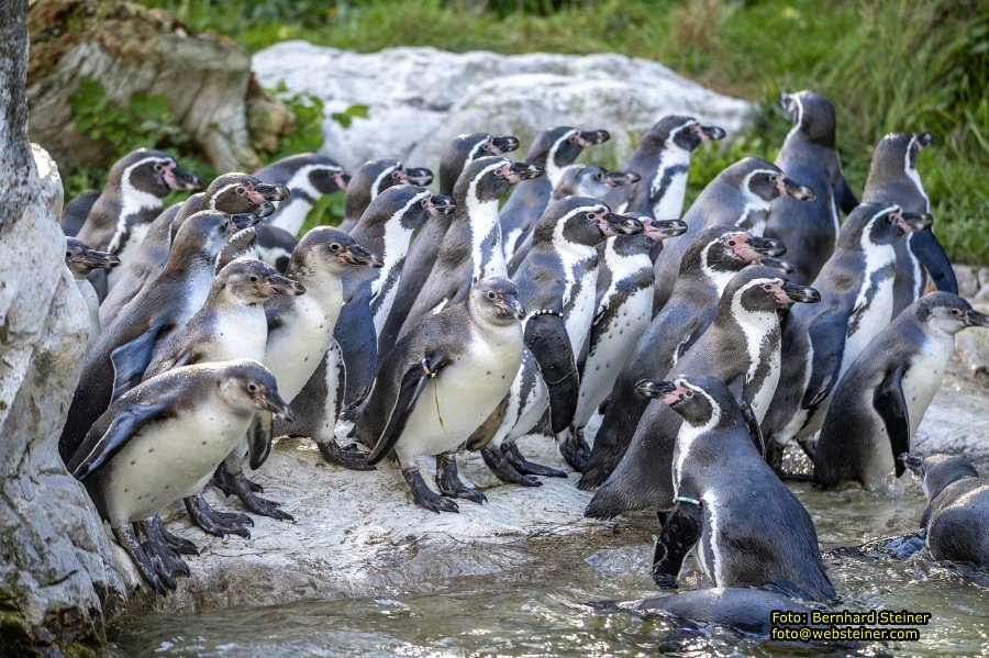 Zoo Vienna - Tiergarten Schönbrunn, Oktober 2026