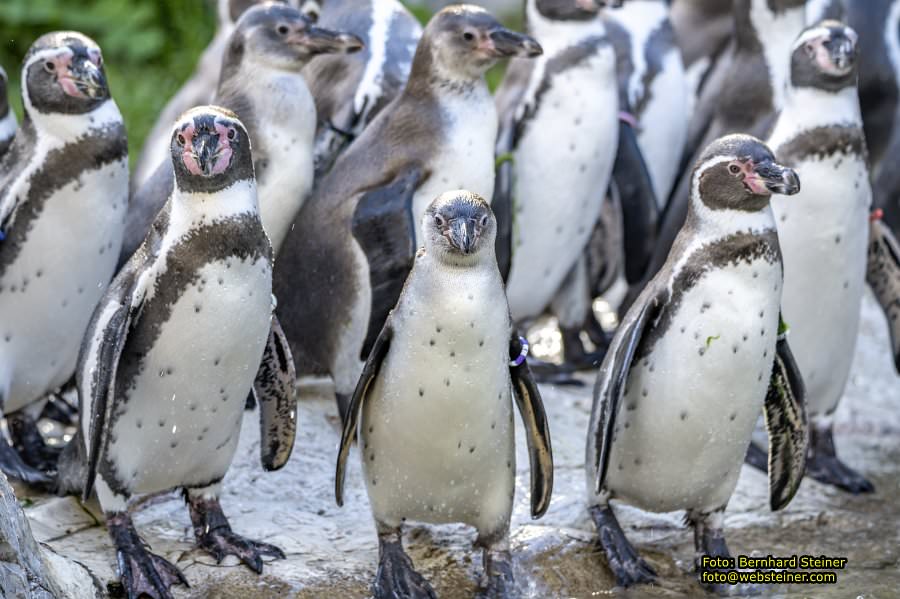 Zoo Vienna - Tiergarten Schönbrunn, Oktober 2026