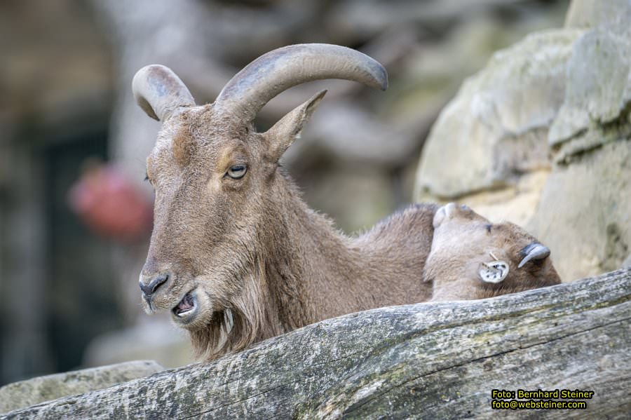 Zoo Vienna - Tiergarten Schönbrunn, Oktober 2026