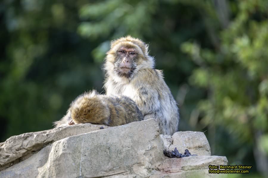 Zoo Vienna - Tiergarten Schönbrunn, Oktober 2026