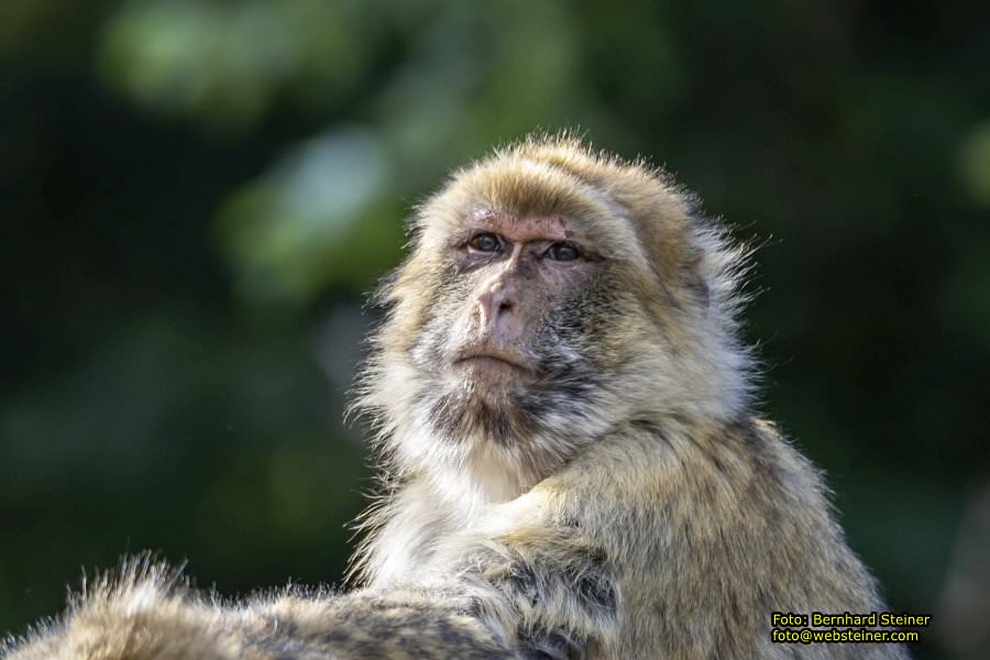 Zoo Vienna - Tiergarten Schönbrunn, Oktober 2026