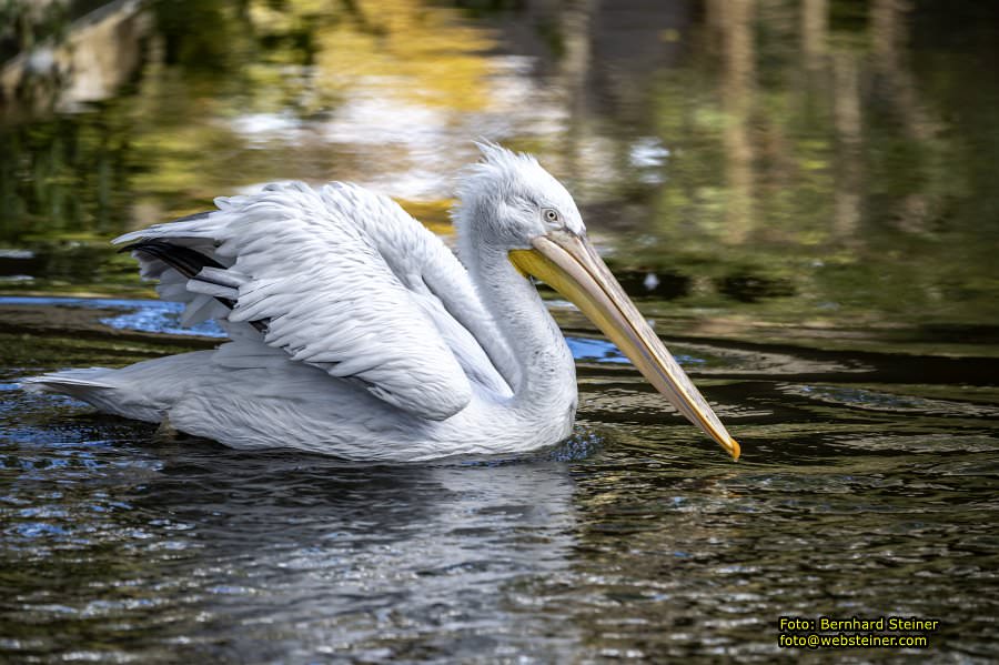 Zoo Vienna - Tiergarten Schönbrunn, Oktober 2026