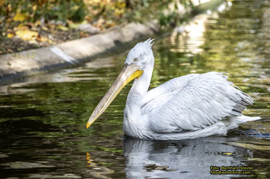 Zoo Vienna - Tiergarten Schönbrunn, Oktober 2026