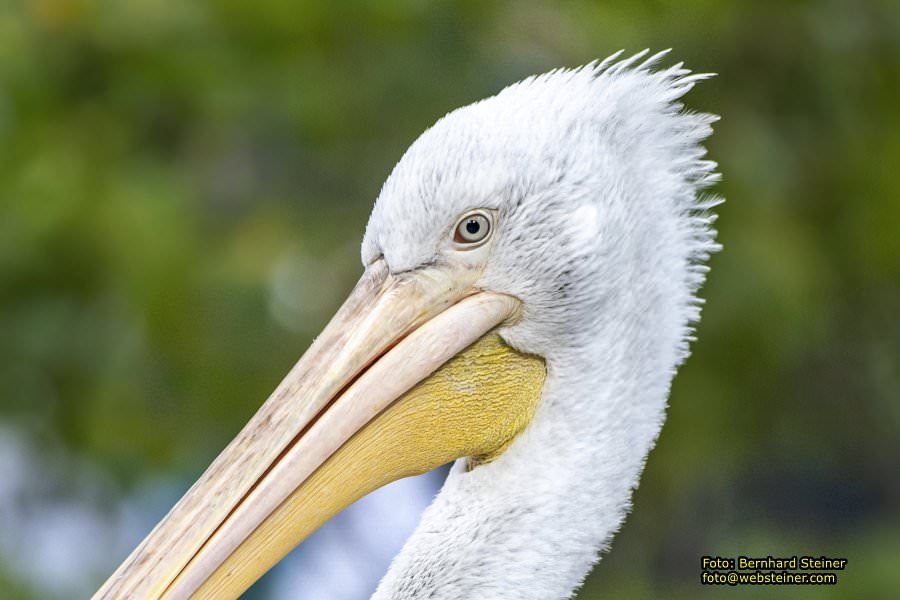 Zoo Vienna - Tiergarten Schönbrunn, Oktober 2026