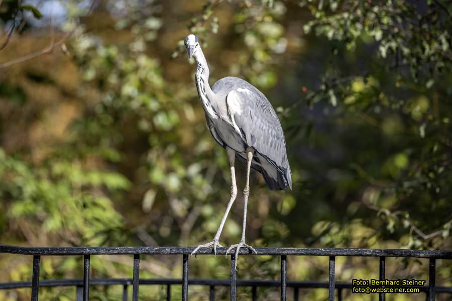 Zoo Vienna - Tiergarten Schönbrunn, Oktober 2026