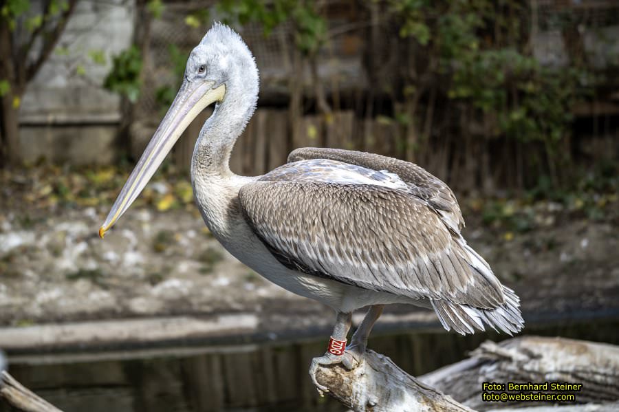Zoo Vienna - Tiergarten Schönbrunn, Oktober 2026