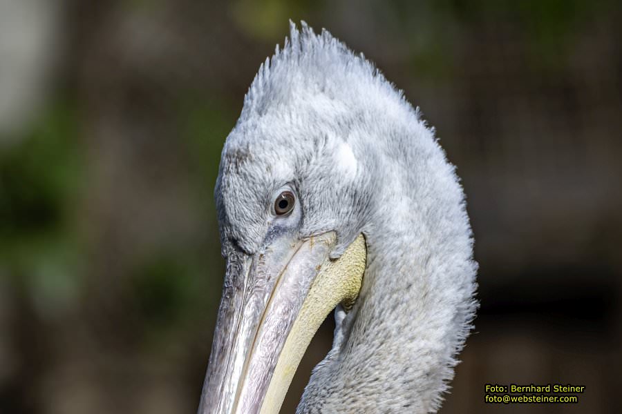 Zoo Vienna - Tiergarten Schönbrunn, Oktober 2026