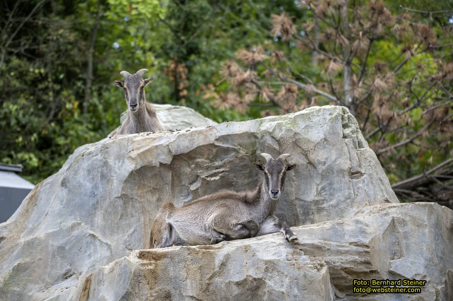 Zoo Vienna - Tiergarten Schönbrunn, Oktober 2026