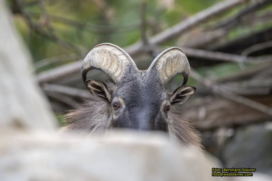 Zoo Vienna - Tiergarten Schönbrunn, Oktober 2026