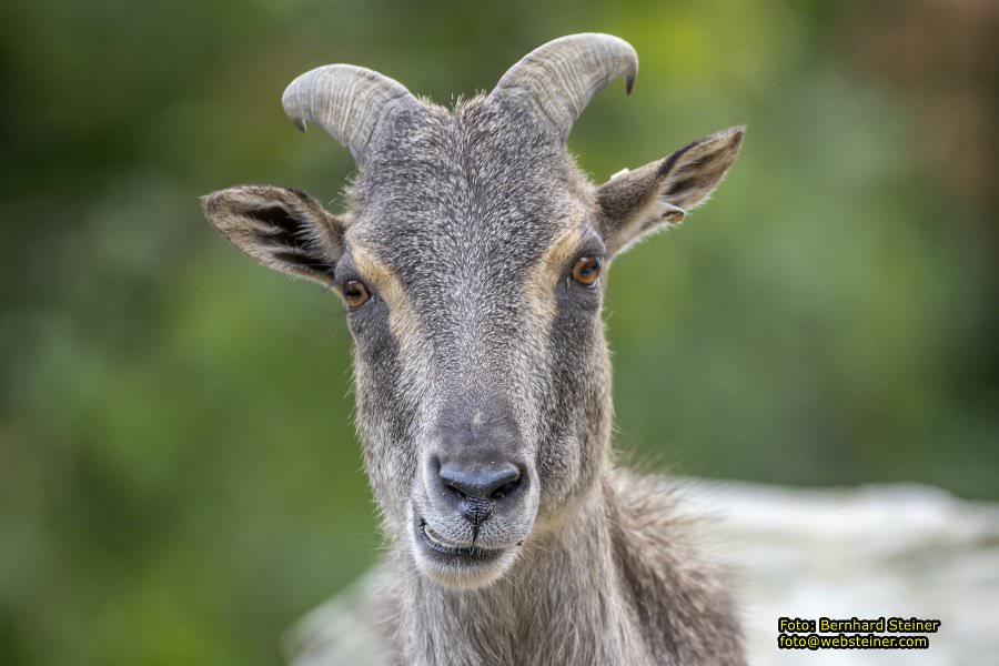 Zoo Vienna - Tiergarten Schönbrunn, Oktober 2026