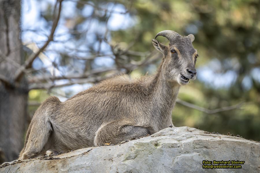 Zoo Vienna - Tiergarten Schönbrunn, Oktober 2026