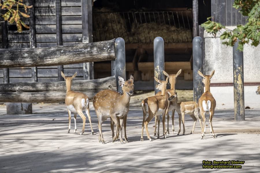 Zoo Vienna - Tiergarten Schönbrunn, Oktober 2026