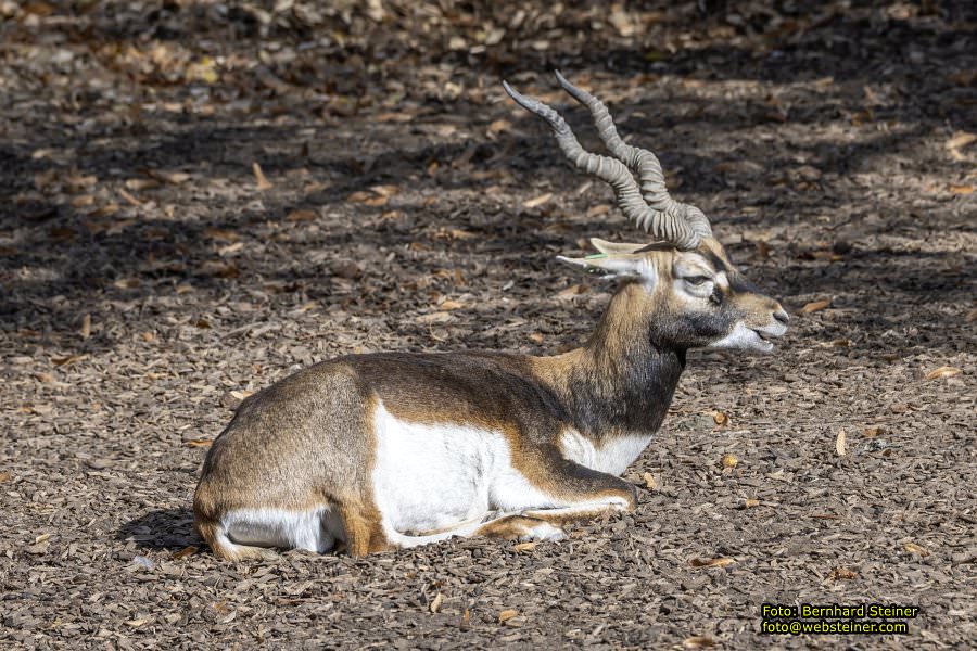 Zoo Vienna - Tiergarten Schönbrunn, Oktober 2026