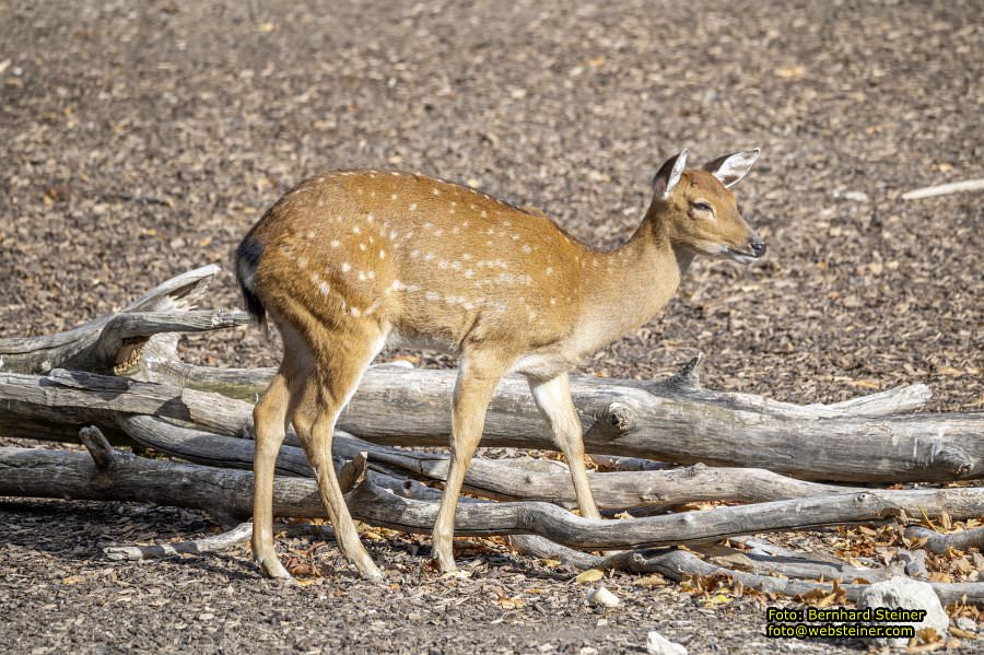 Zoo Vienna - Tiergarten Schönbrunn, Oktober 2026