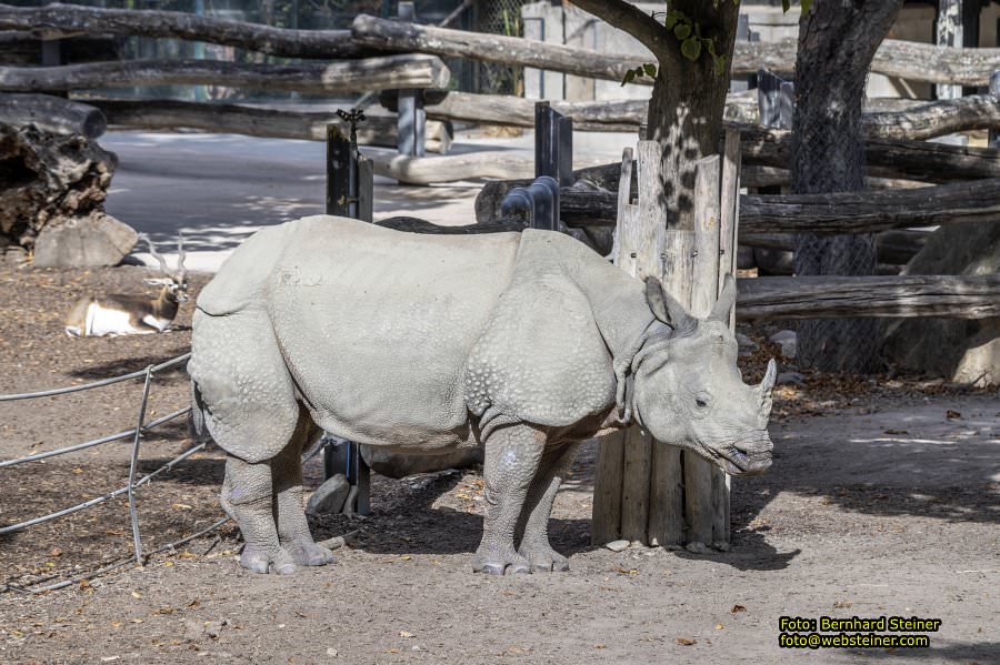 Zoo Vienna - Tiergarten Schönbrunn, Oktober 2026