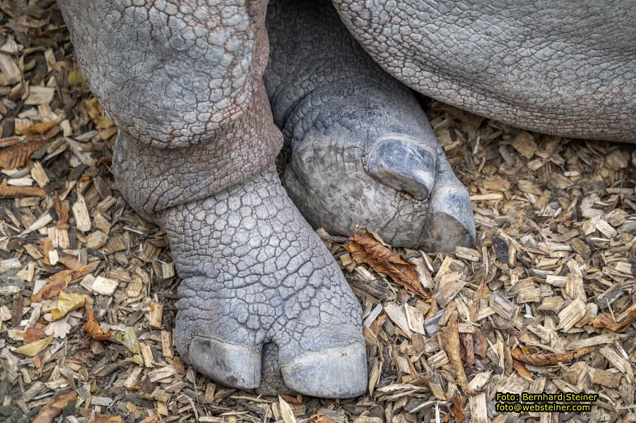 Zoo Vienna - Tiergarten Schönbrunn, Oktober 2026