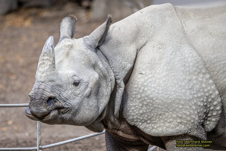 Zoo Vienna - Tiergarten Schönbrunn, Oktober 2026