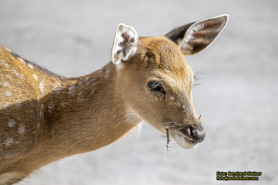 Zoo Vienna - Tiergarten Schönbrunn, Oktober 2026