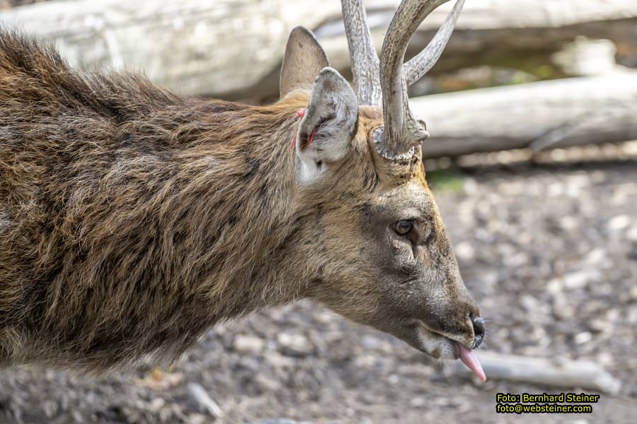 Zoo Vienna - Tiergarten Schönbrunn, Oktober 2026