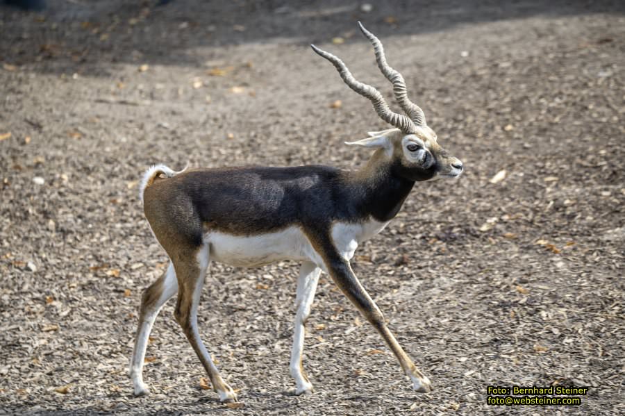 Zoo Vienna - Tiergarten Schönbrunn, Oktober 2026