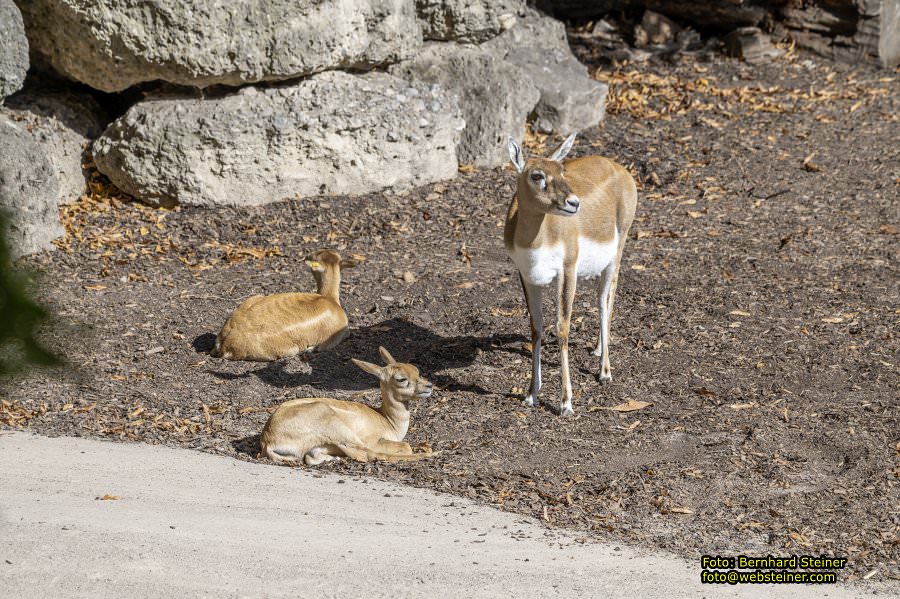 Zoo Vienna - Tiergarten Schönbrunn, Oktober 2026