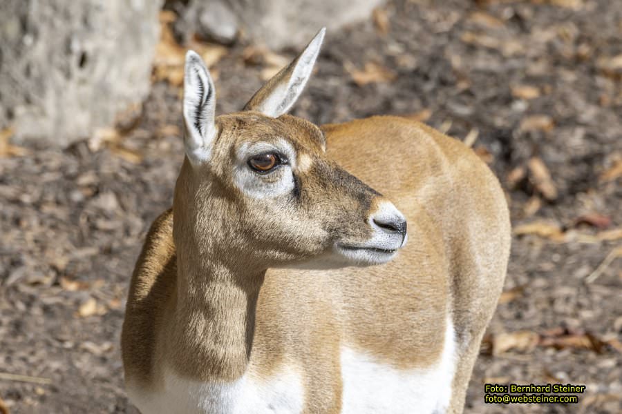Zoo Vienna - Tiergarten Schönbrunn, Oktober 2026
