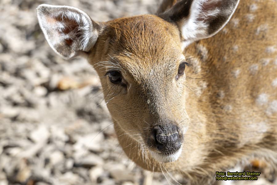 Zoo Vienna - Tiergarten Schönbrunn, Oktober 2026