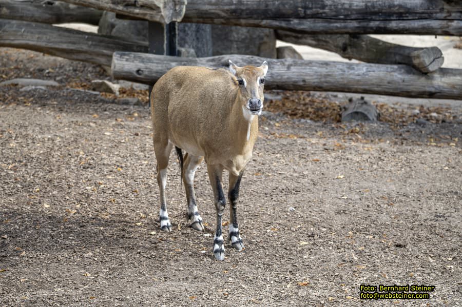 Zoo Vienna - Tiergarten Schönbrunn, Oktober 2026