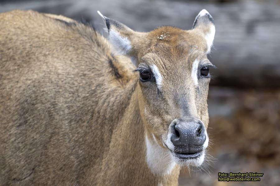 Zoo Vienna - Tiergarten Schönbrunn, Oktober 2026