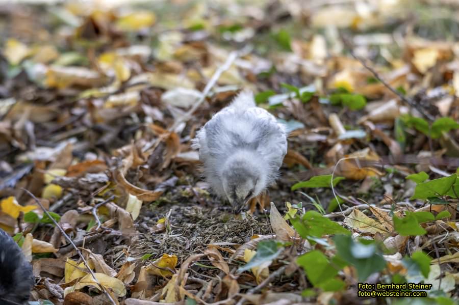 Zoo Vienna - Tiergarten Schönbrunn, Oktober 2026