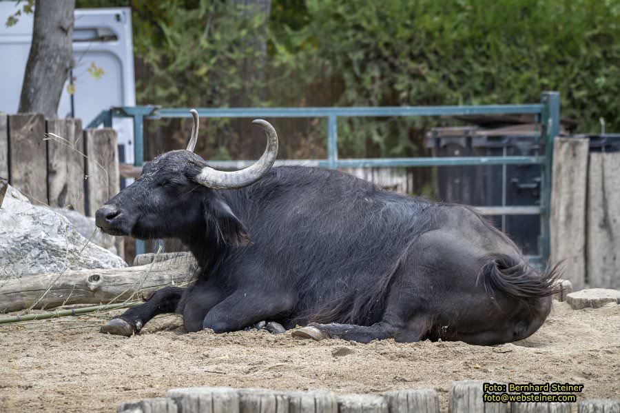 Zoo Vienna - Tiergarten Schönbrunn, Oktober 2026