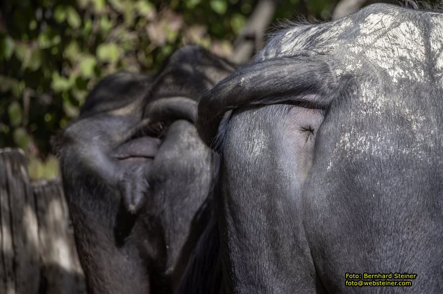 Zoo Vienna - Tiergarten Schönbrunn, Oktober 2026
