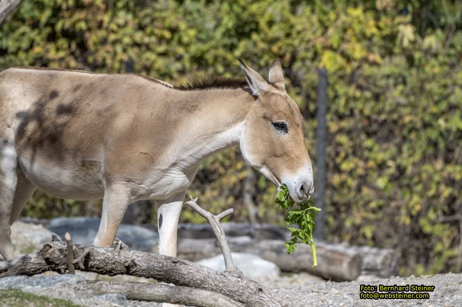 Zoo Vienna - Tiergarten Schönbrunn, Oktober 2026