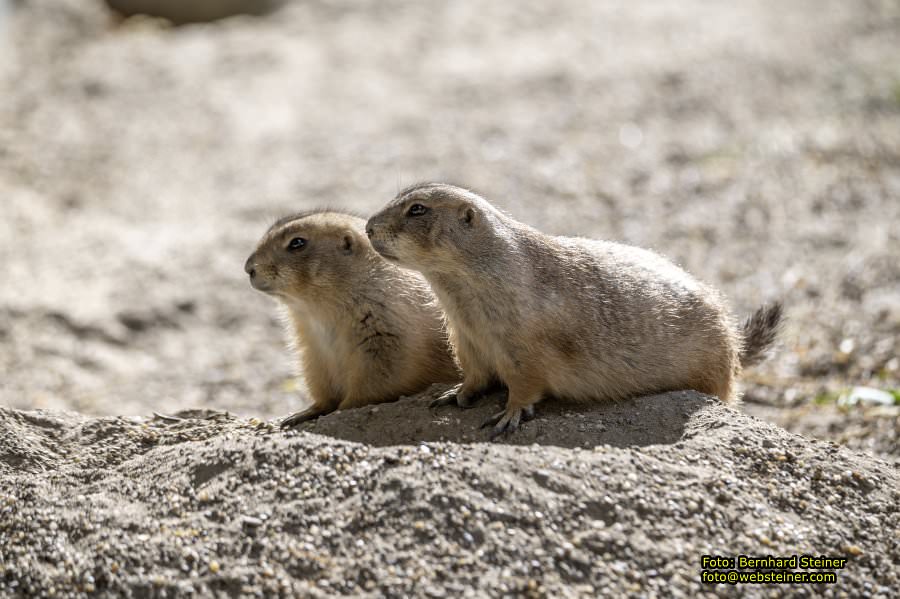 Zoo Vienna - Tiergarten Schönbrunn, Oktober 2026