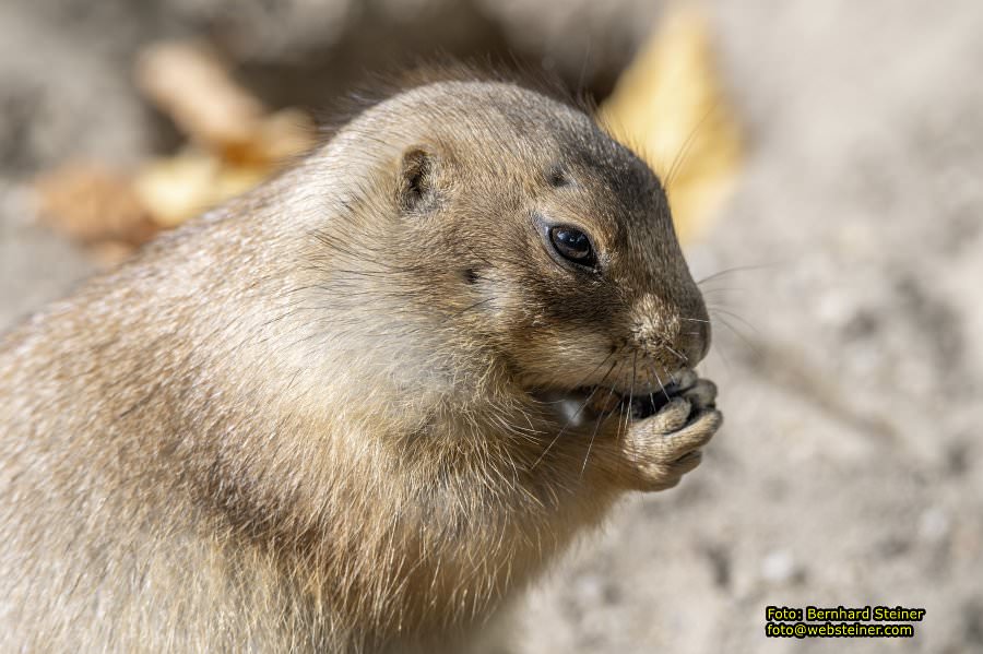 Zoo Vienna - Tiergarten Schönbrunn, Oktober 2026