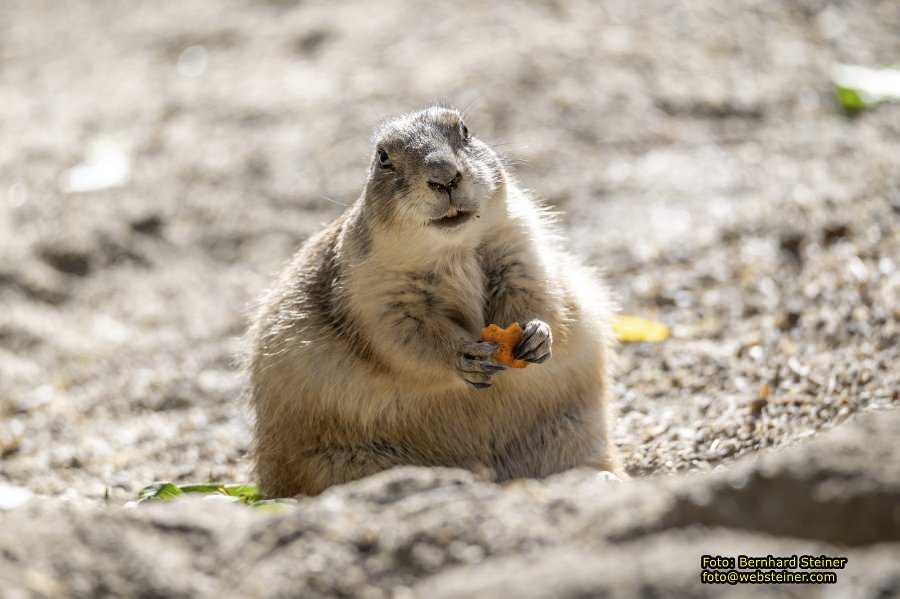 Zoo Vienna - Tiergarten Schönbrunn, Oktober 2026