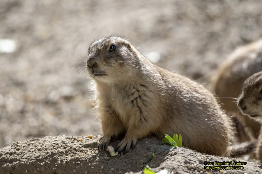 Zoo Vienna - Tiergarten Schönbrunn, Oktober 2026