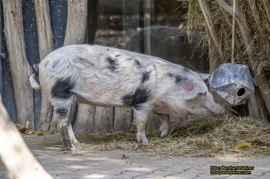Zoo Vienna - Tiergarten Schönbrunn, Oktober 2026