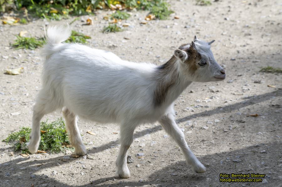 Zoo Vienna - Tiergarten Schönbrunn, Oktober 2026