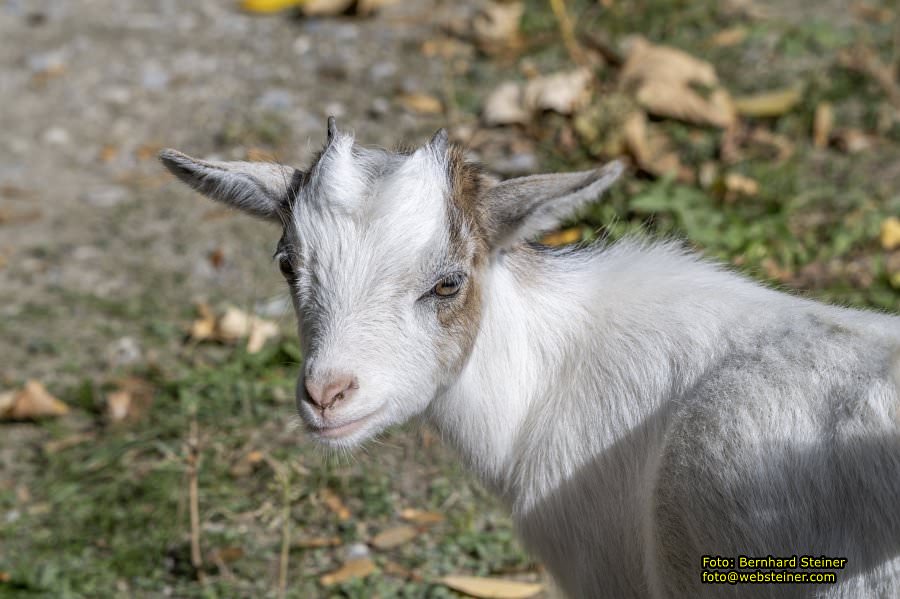 Zoo Vienna - Tiergarten Schönbrunn, Oktober 2026