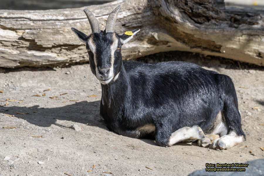 Zoo Vienna - Tiergarten Schönbrunn, Oktober 2026