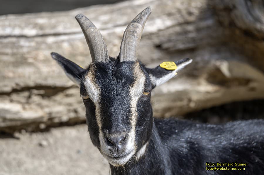 Zoo Vienna - Tiergarten Schönbrunn, Oktober 2026