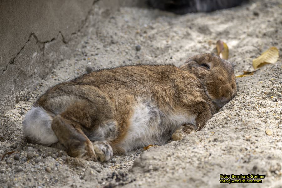 Zoo Vienna - Tiergarten Schönbrunn, Oktober 2026