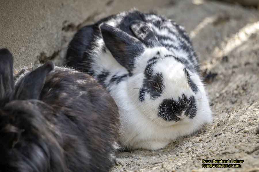 Zoo Vienna - Tiergarten Schönbrunn, Oktober 2026
